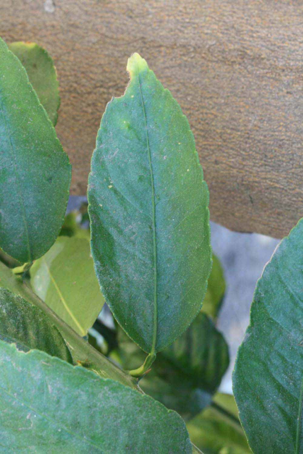              Unifoliolate leaf (Riverside, CA)       